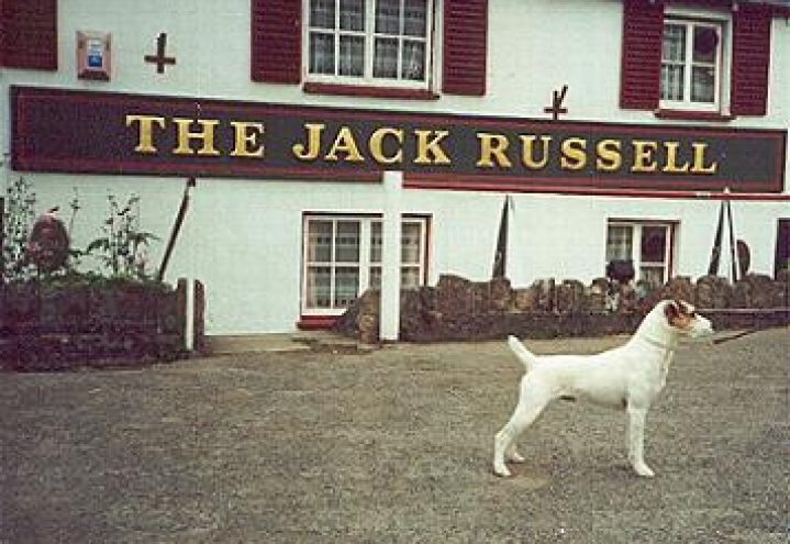 Parson russell terrier