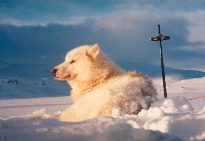 Gr&oslash;nlandshund