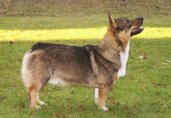 V&auml;stg&oslash;taspets