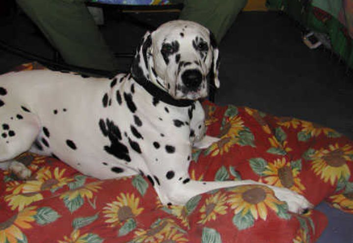 Dalmatiner