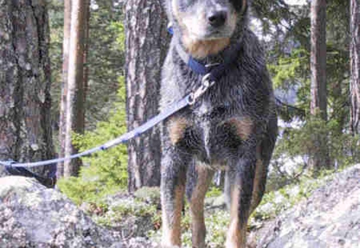 Australsk cattledog