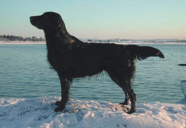Flat coated retriever
