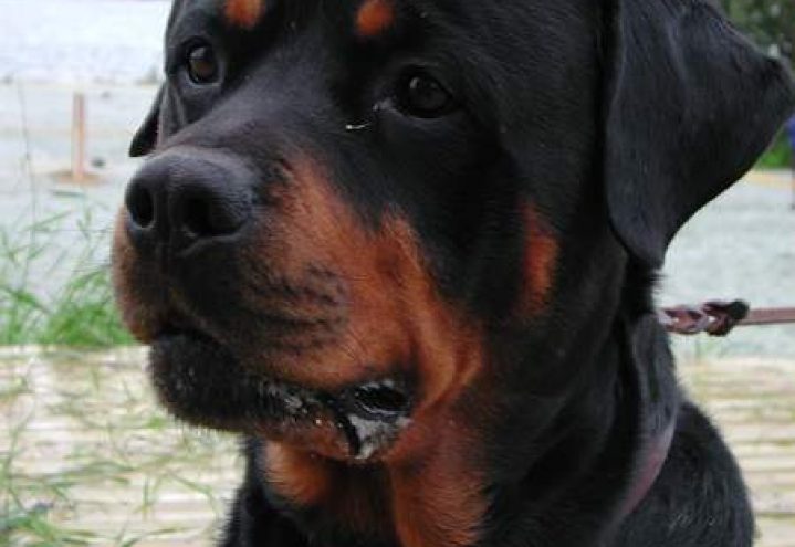 Rottweiler