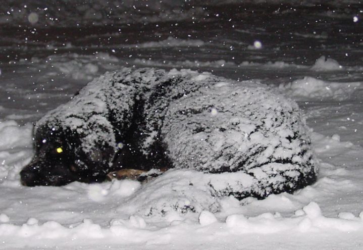 Tibetansk mastiff