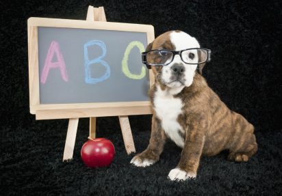 Grunnferdigheter – hundens ABC