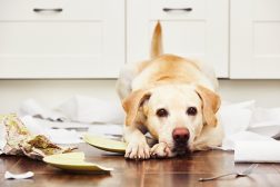 Atferdsproblemer – er det hundeeierens skyld?