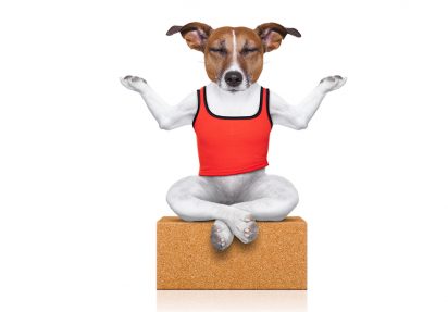 Doggie-Zen: Mindfulness for hunder